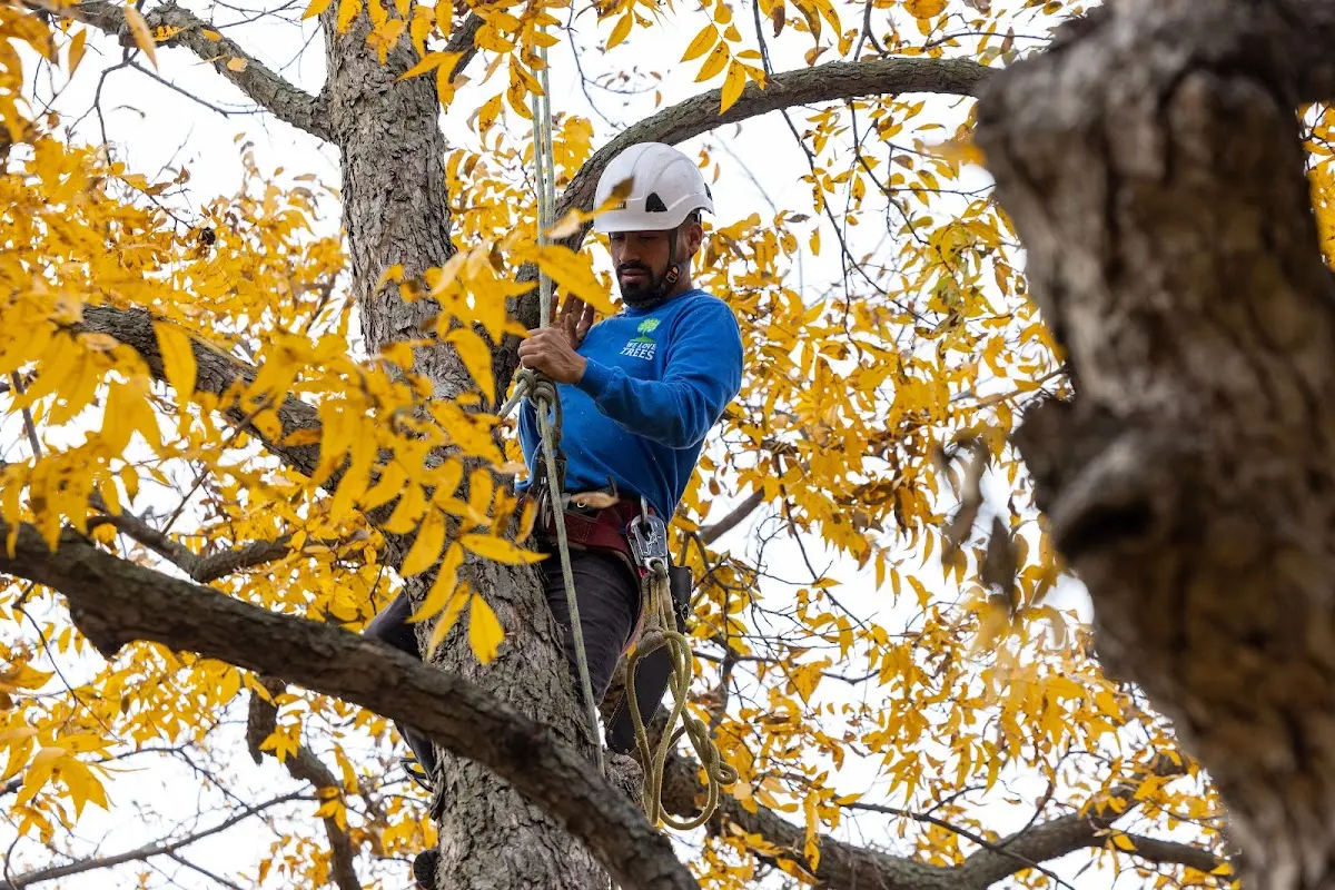 Skilled Dead Tree Removal crew working in Columbus